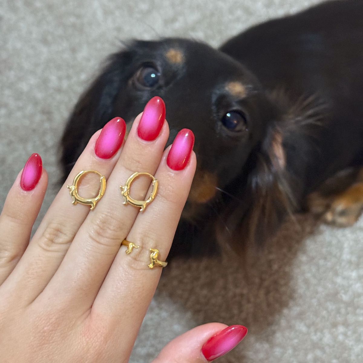 Anillo Salchi